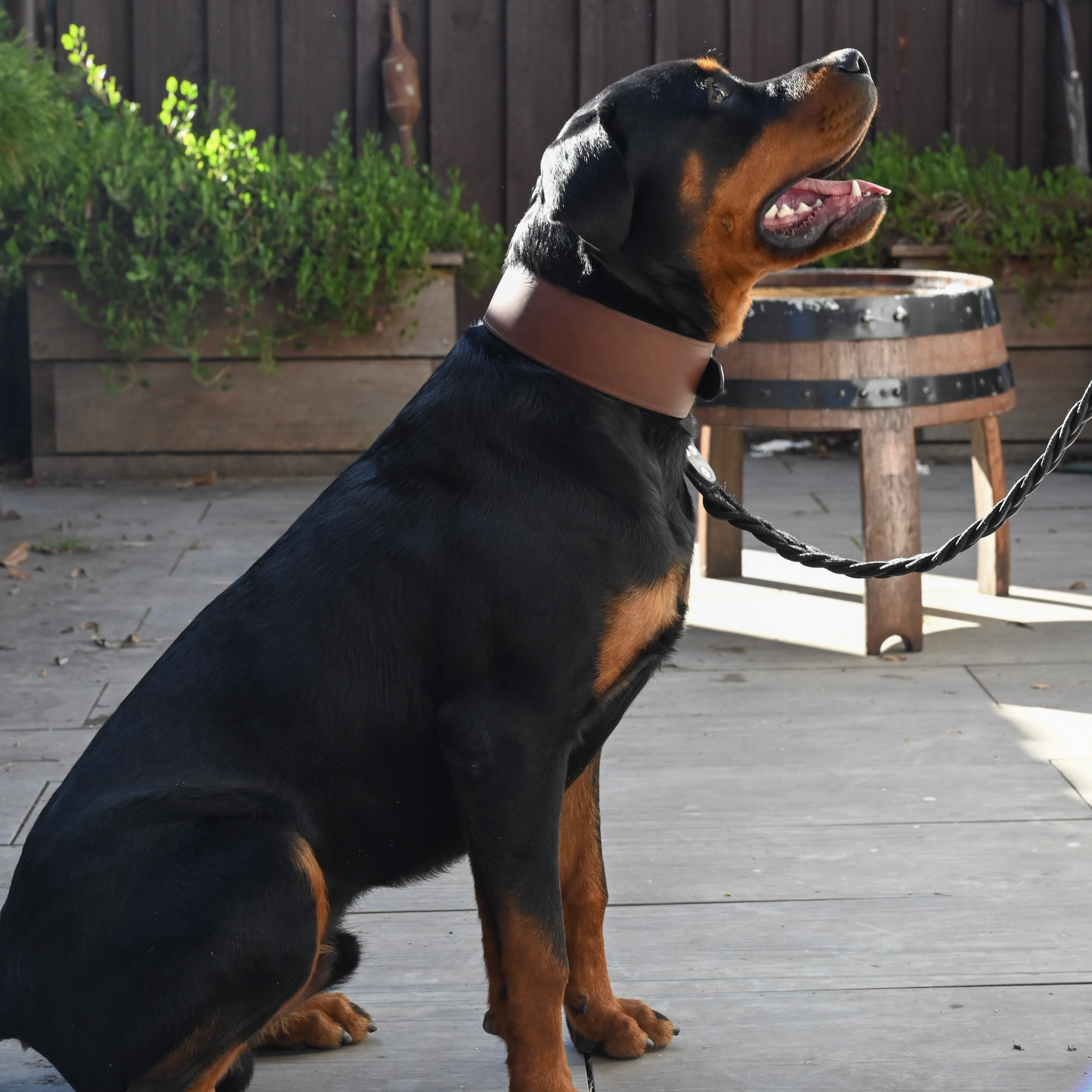Dog Collar - 2 1/2
