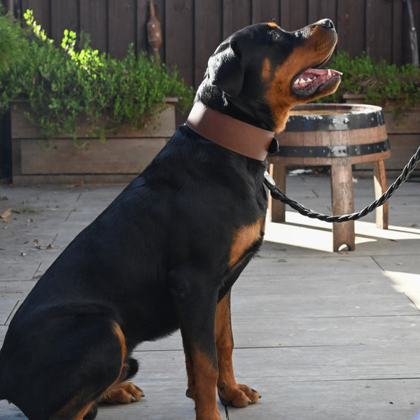 Dog Collar - 2 1/2" Width