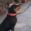 2 Inch Studded Dog Collar - Red