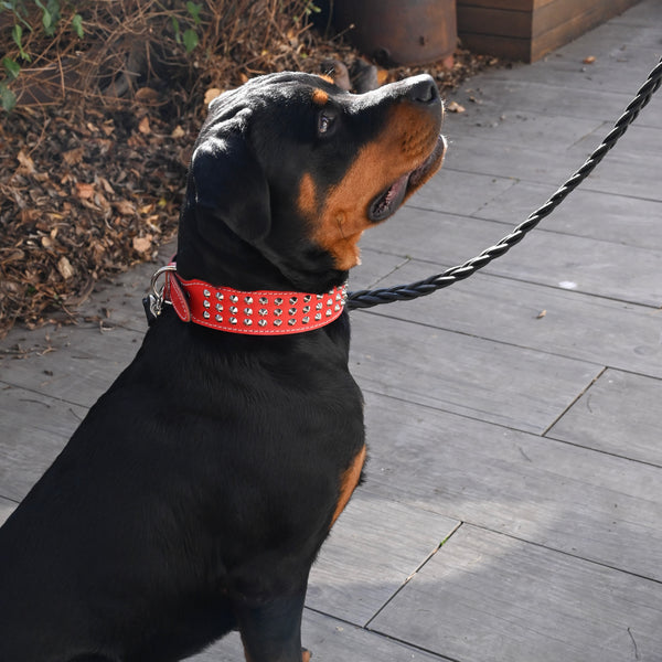 2 Inch Studded Dog Collar - Red