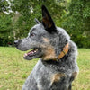 Dog Collar 1.5inch width