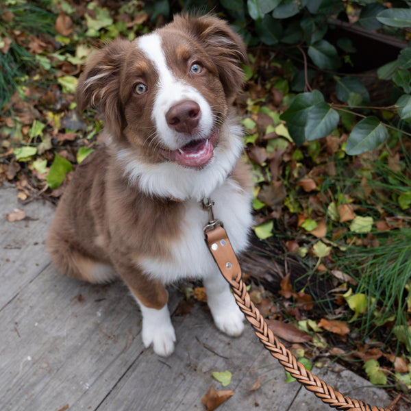 cowhide plaited dog lead