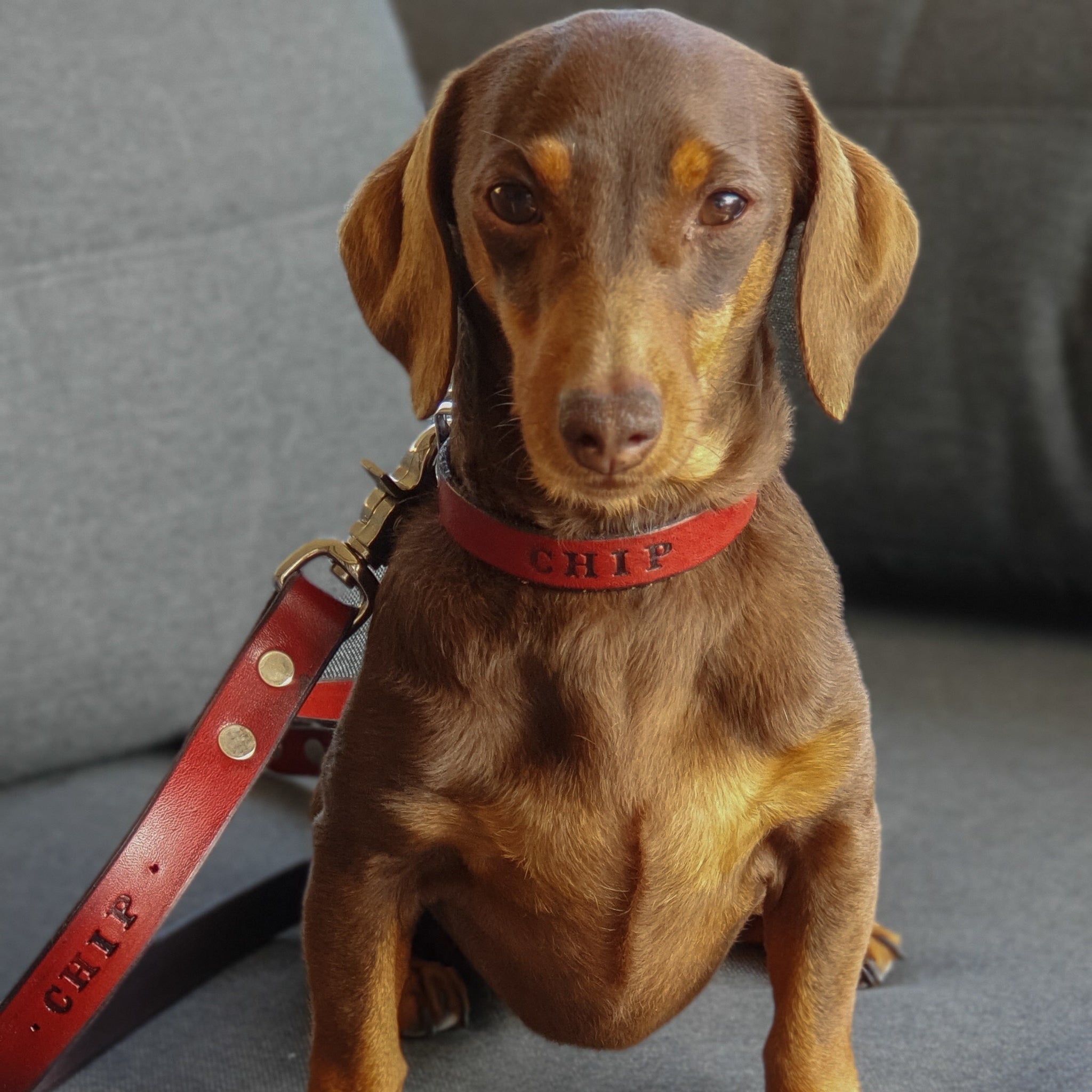 Dog Collar - 3/4
