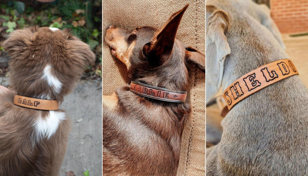 Dog Products