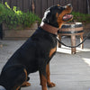 Dog Collar - 2 1/2" Width