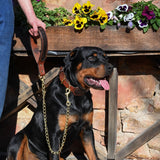 Crocodile Leather Dog Lead