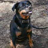 leather dog harness