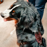 leather dog harness - Bernese Mountain Dog