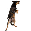 Oilskin Dog Raincoat