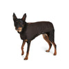 Oilskin Dog Raincoat