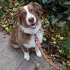 cowhide plaited dog lead