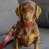 Dog Collar - 3/4" (19mm) Width