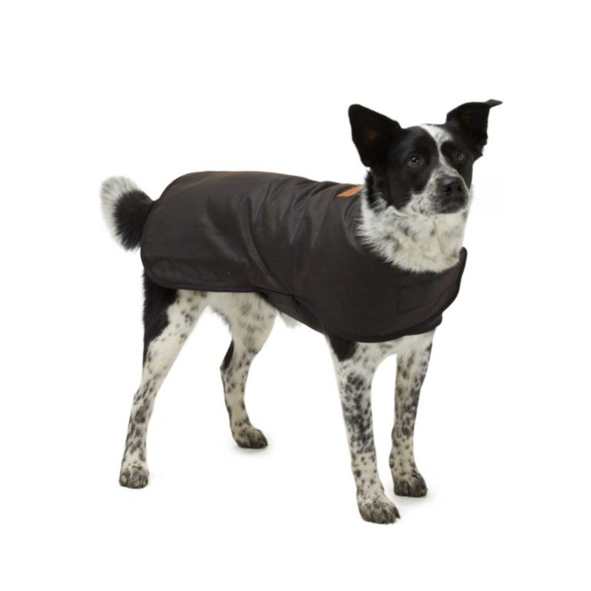 Woollen Oilskin Dog Coat